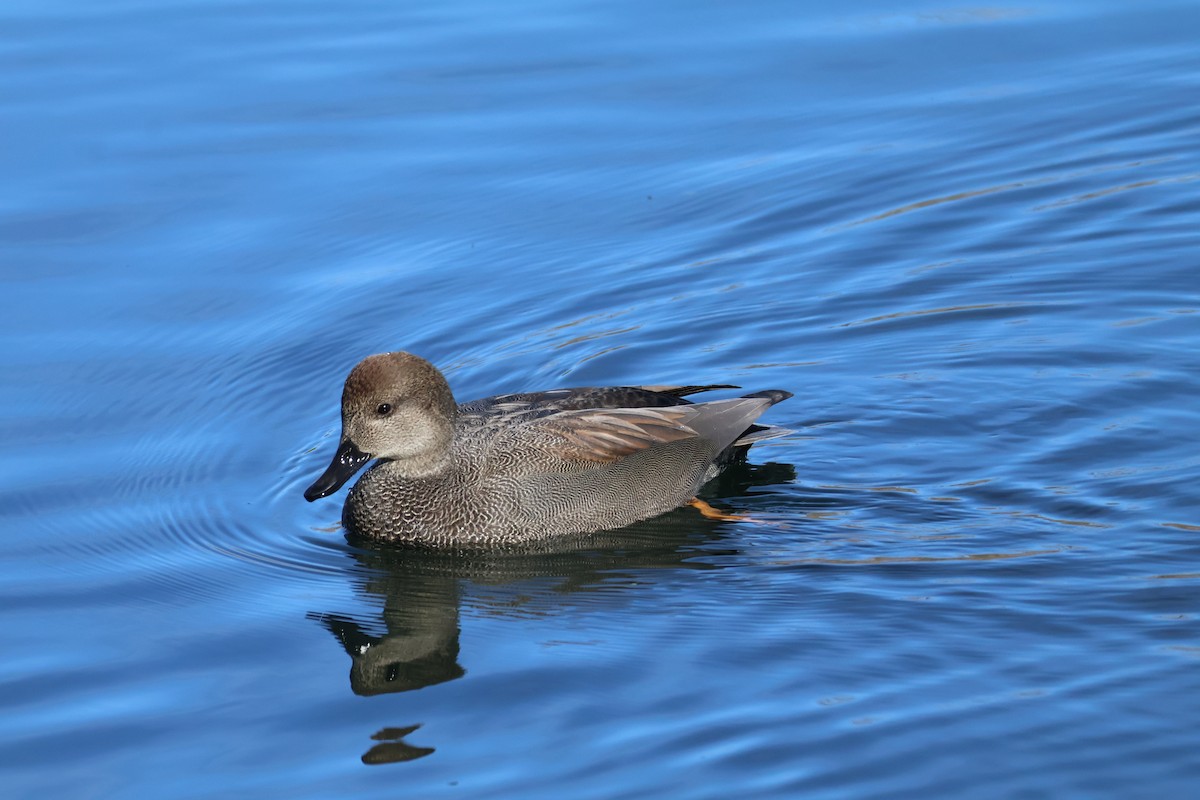 Canard chipeau - ML627636537