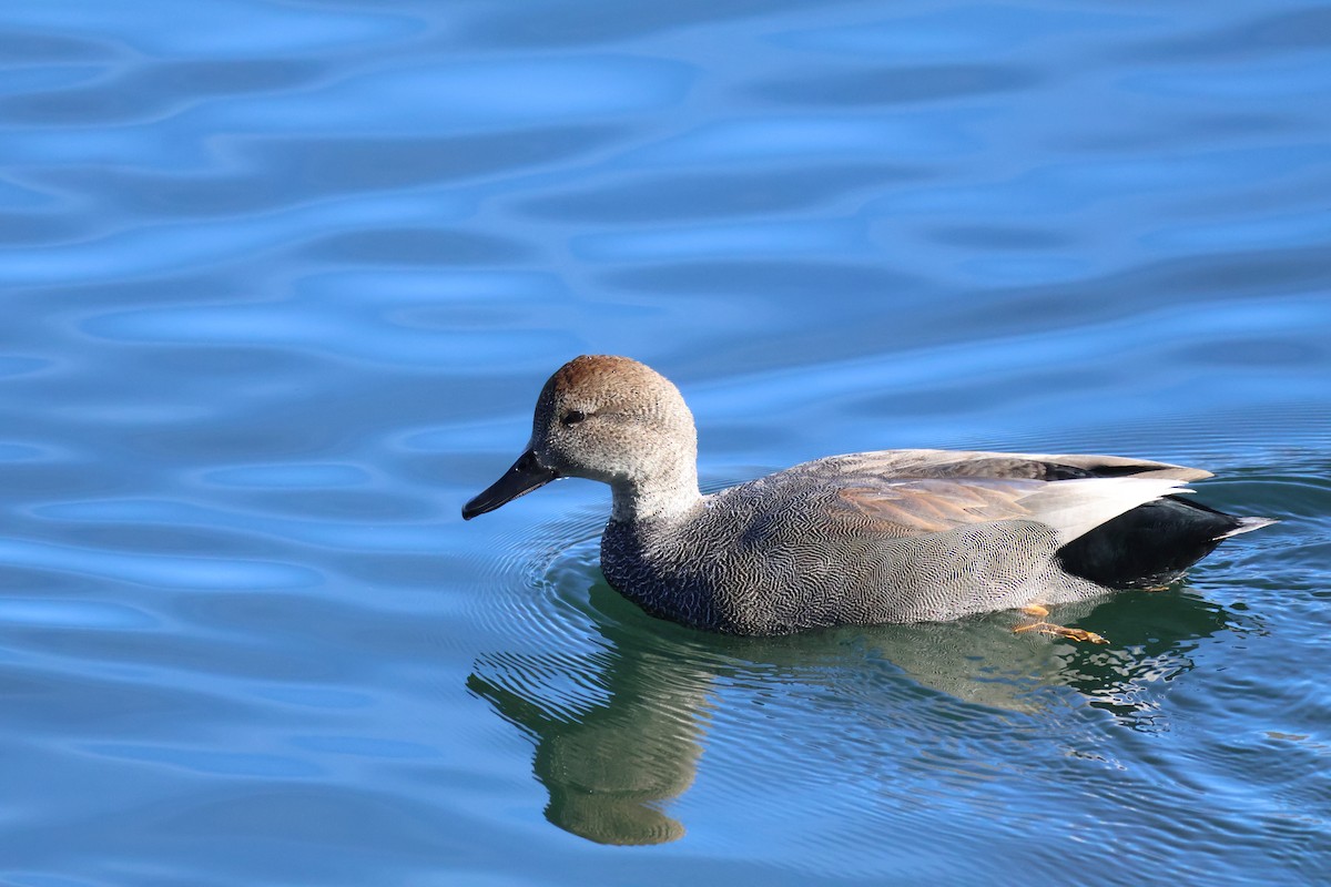 Canard chipeau - ML627636538