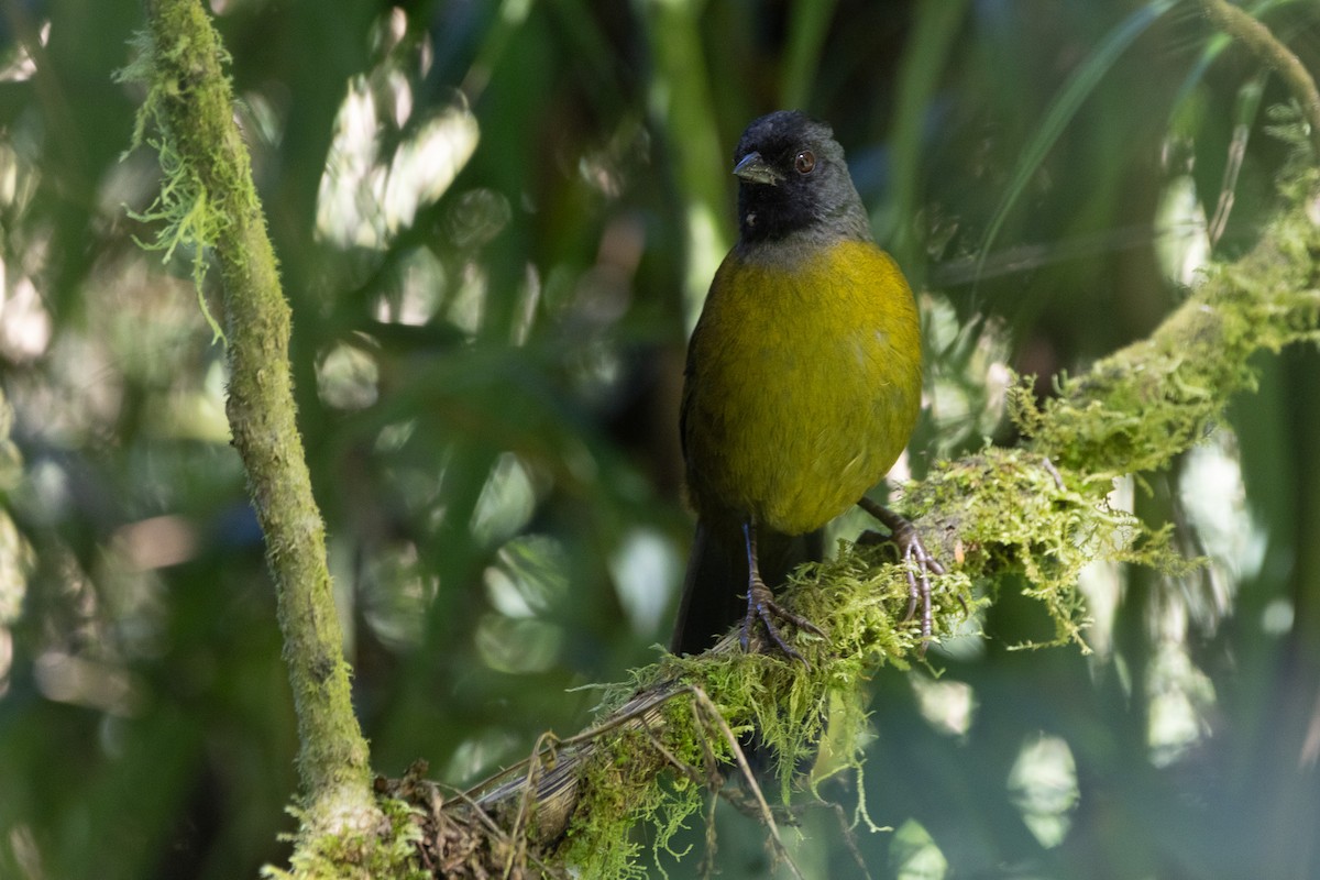 Large-footed Finch - ML627636544