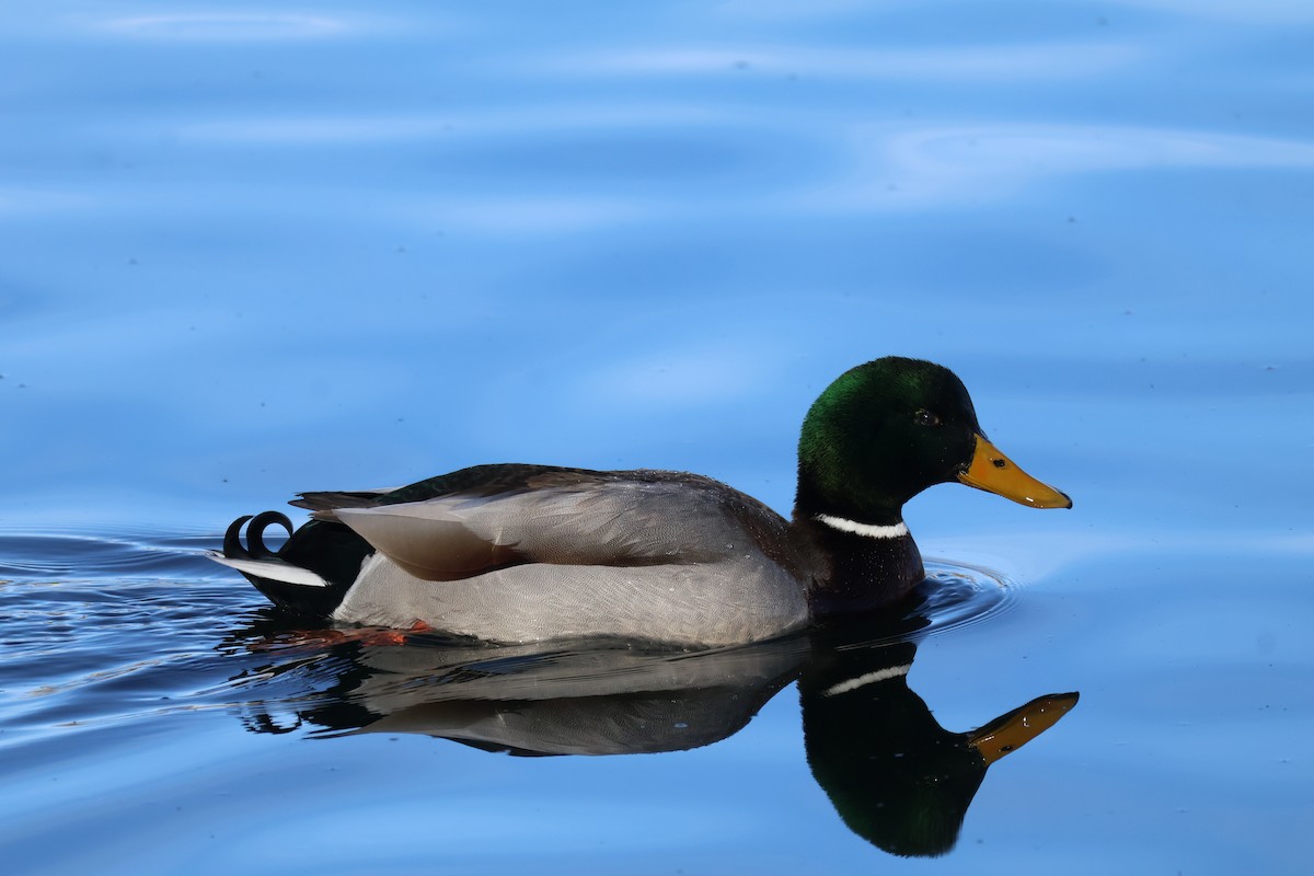 Canard colvert - ML627636548