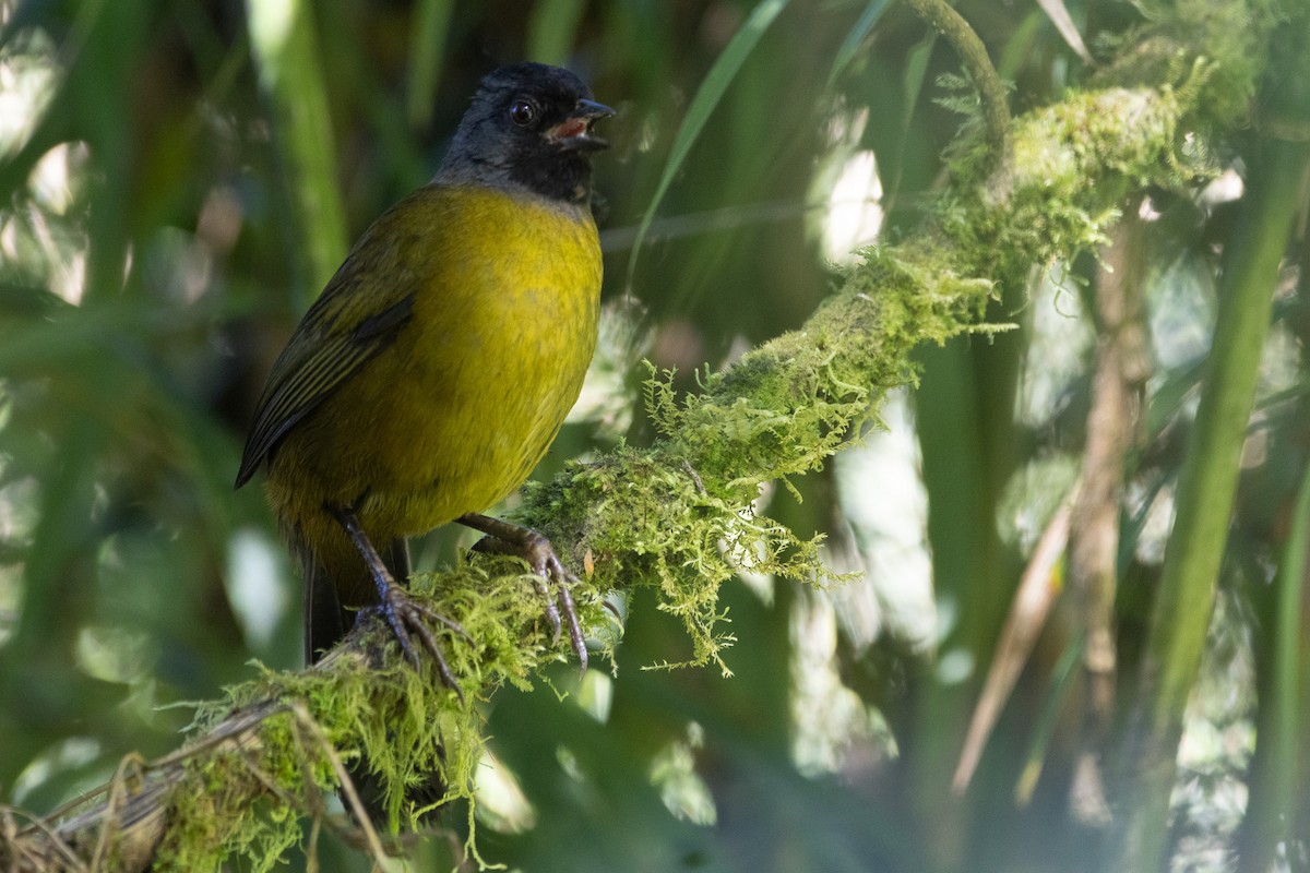 Large-footed Finch - ML627636552