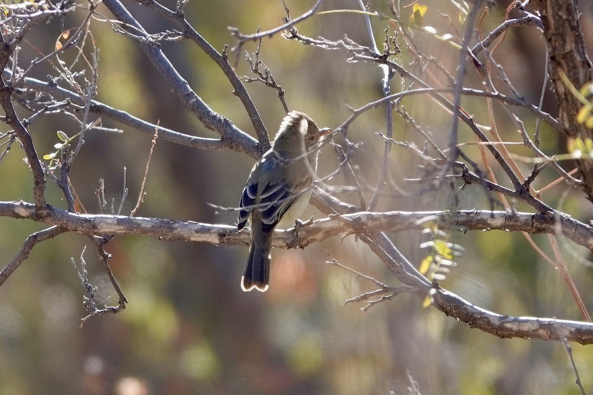 Northern Beardless-Tyrannulet - ML627636610
