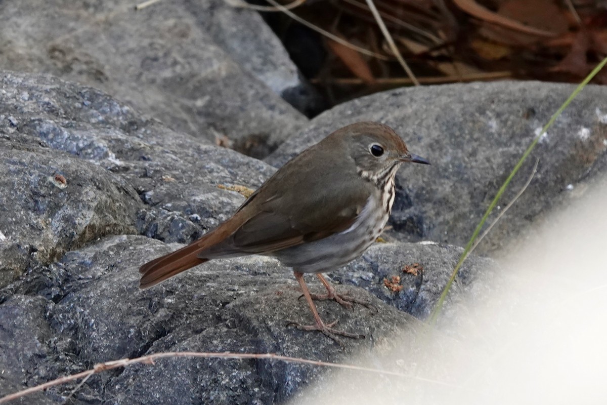 Hermit Thrush - ML627636630
