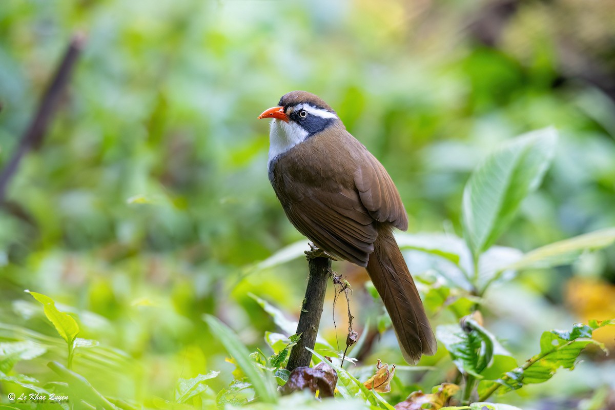 Brown-crowned Scimitar-Babbler - ML627636646