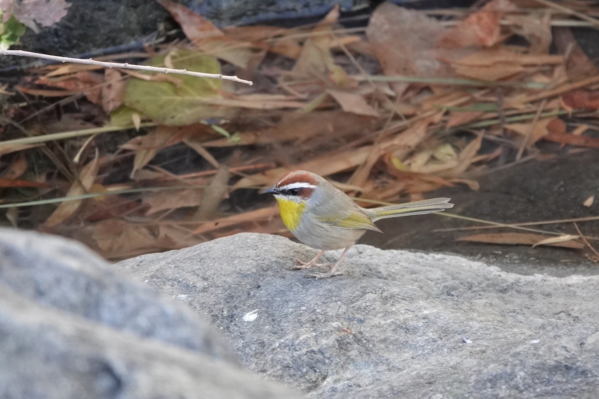 Rufous-capped Warbler - ML627636661