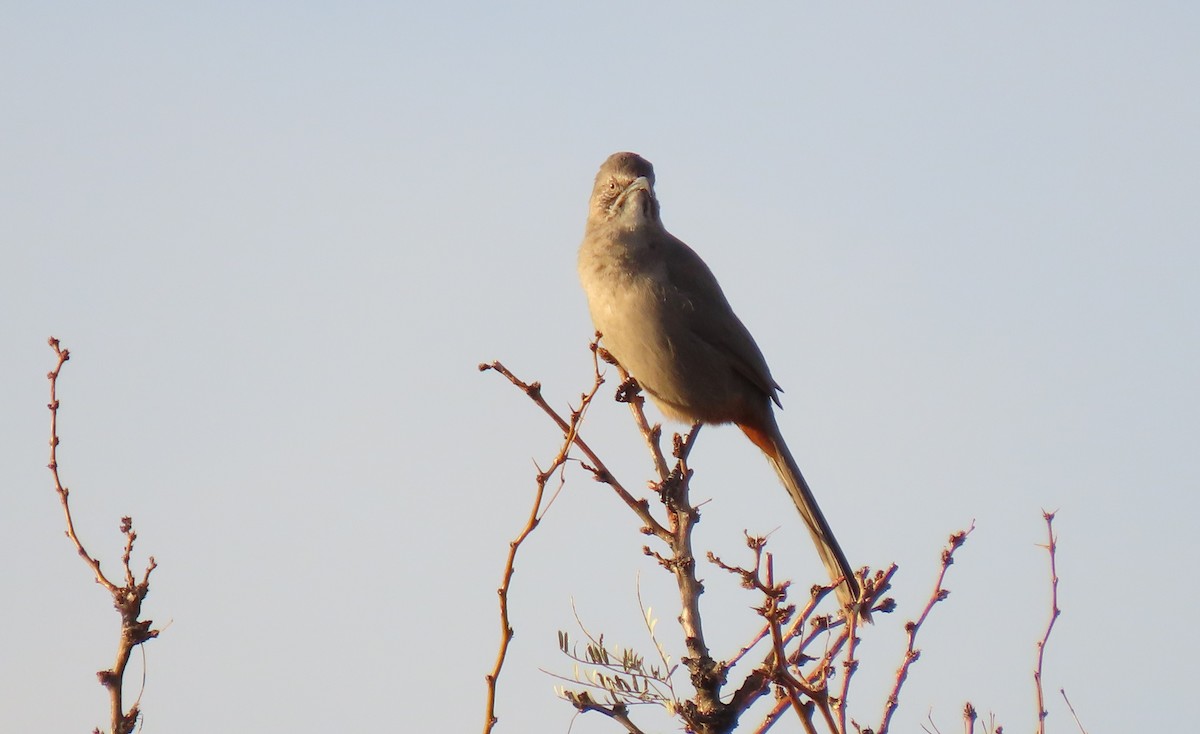 Crissal Thrasher - ML627636701