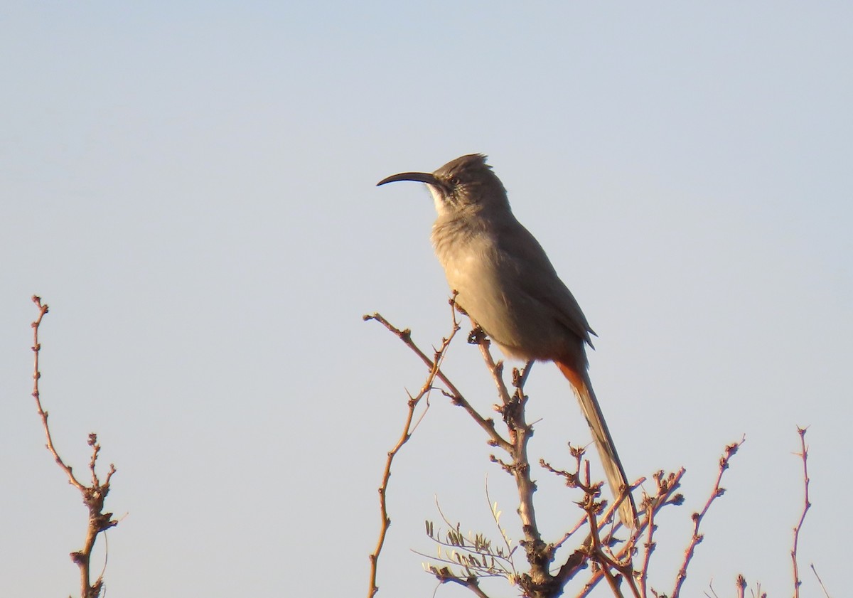 Crissal Thrasher - ML627636702