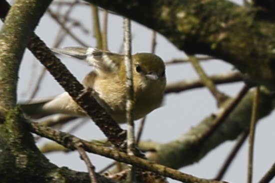 Bay-breasted Warbler - ML627636749