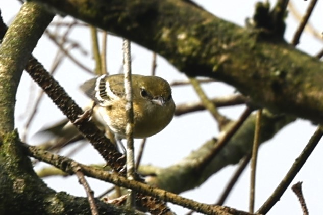 Bay-breasted Warbler - ML627636750