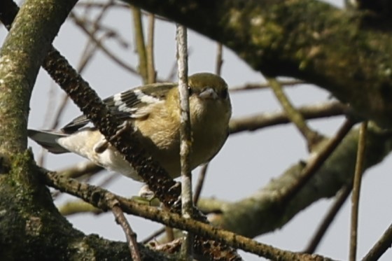 Bay-breasted Warbler - ML627636751