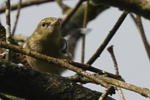 Bay-breasted Warbler - ML627636752