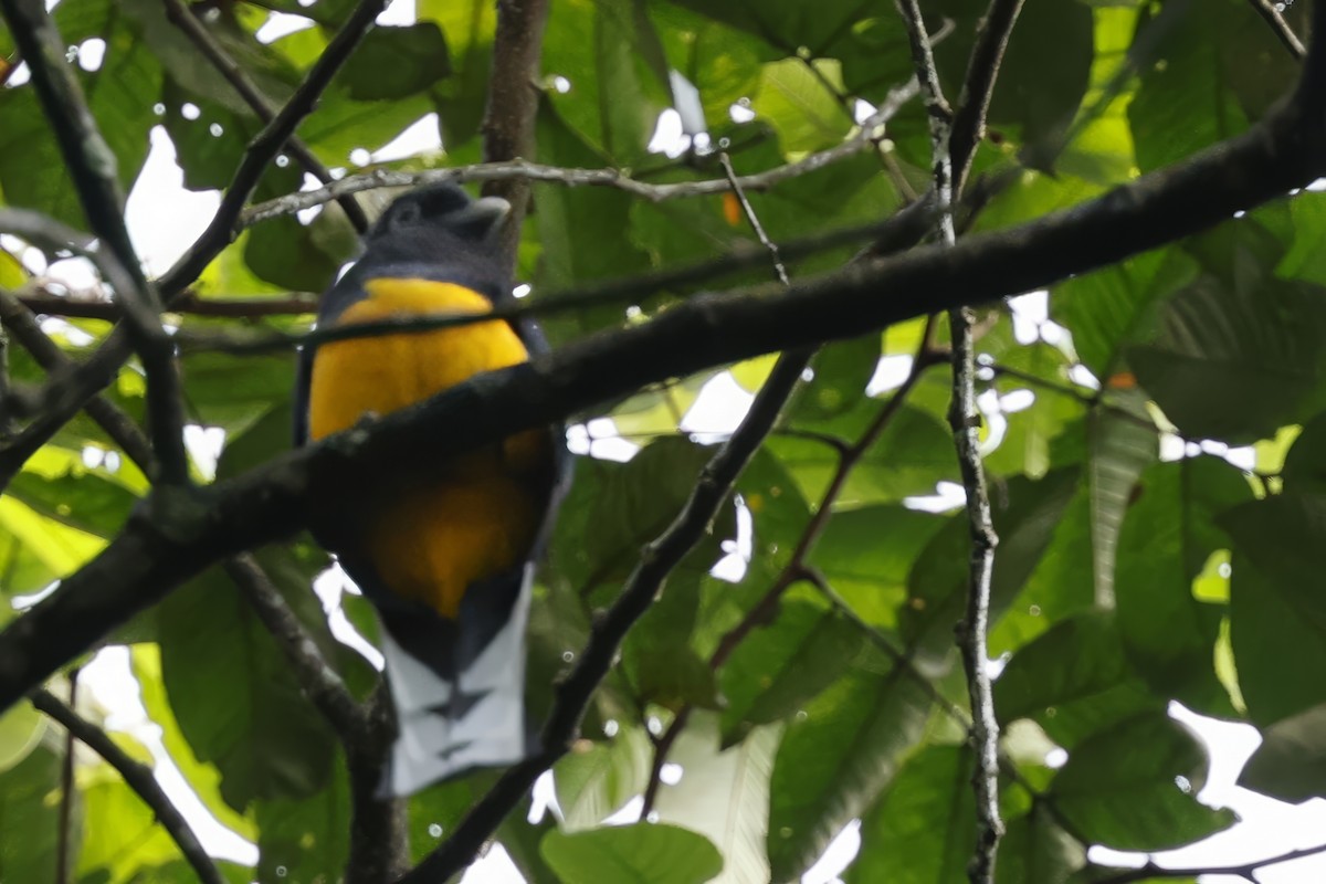 Green-backed Trogon - ML627636763