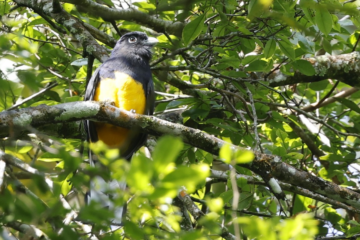 Green-backed Trogon - ML627636773