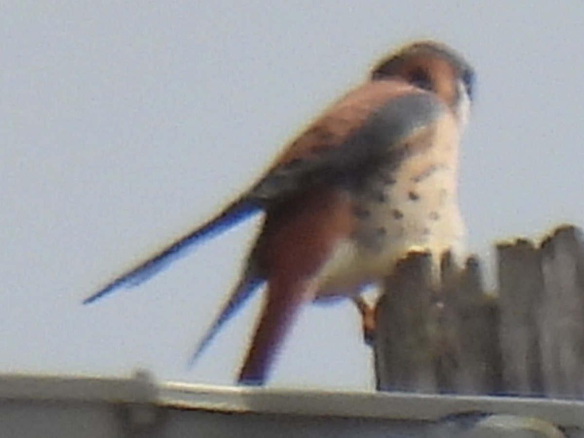 American Kestrel - ML627636774