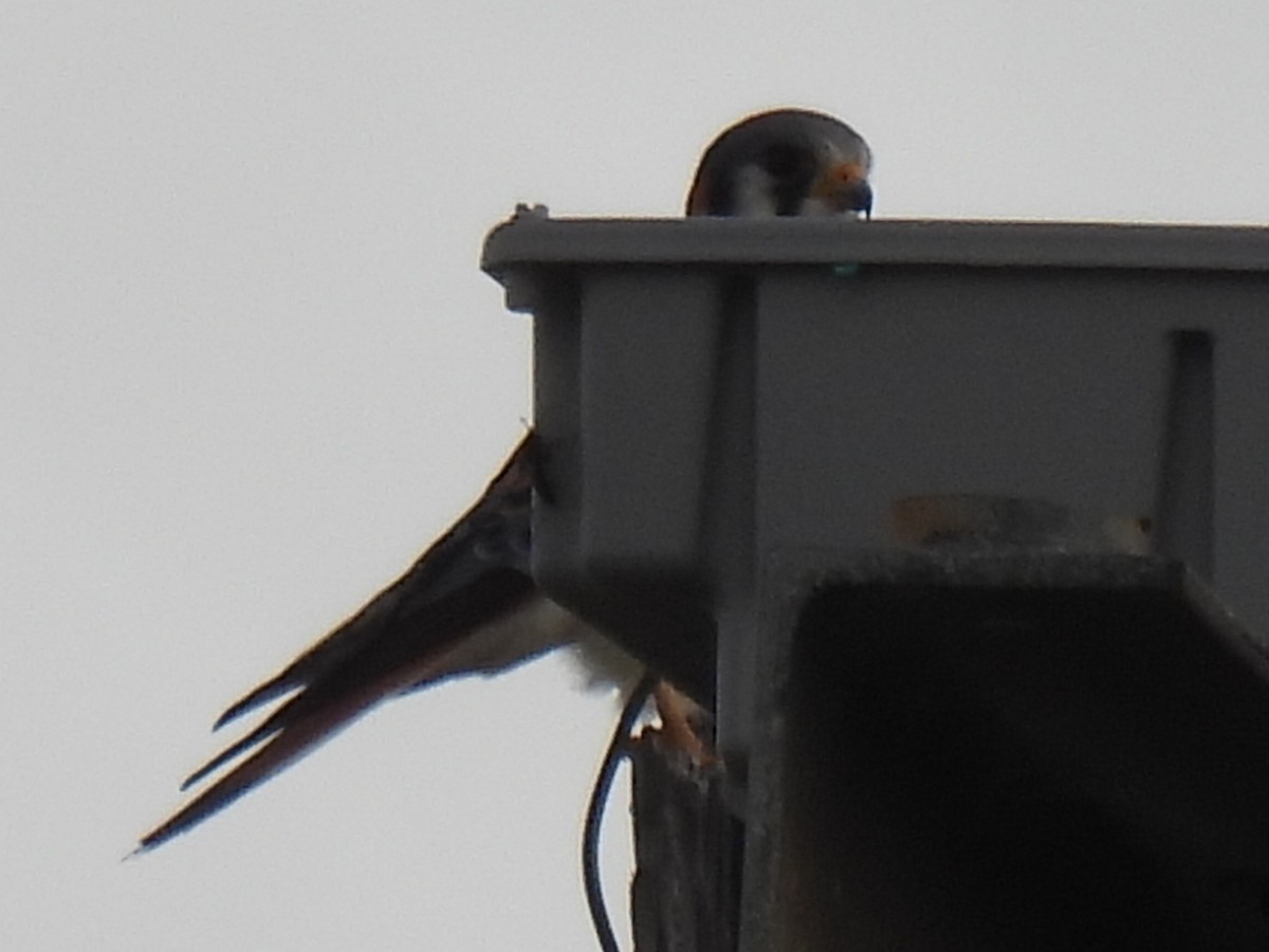 American Kestrel - ML627636778