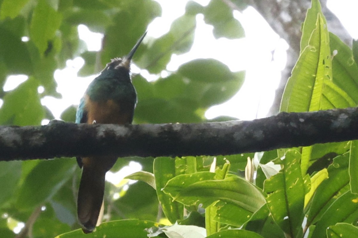 White-chinned Jacamar - ML627636811