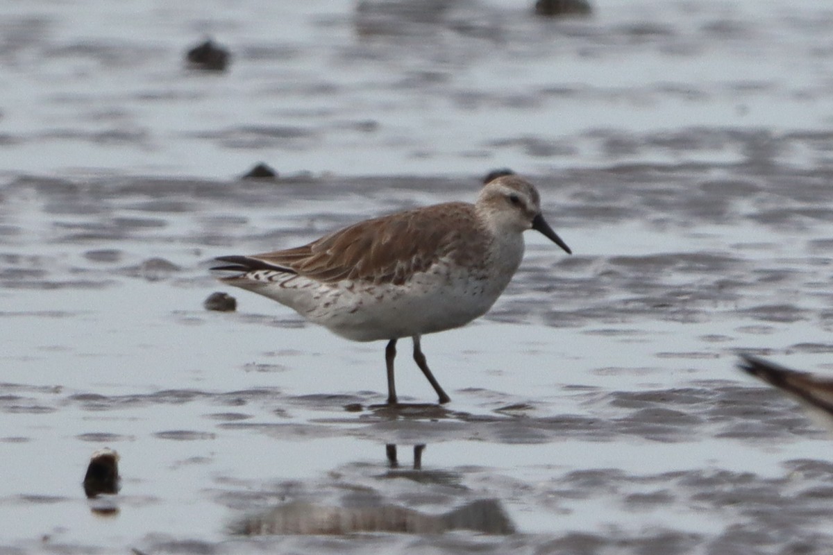 Red Knot - ML627636896