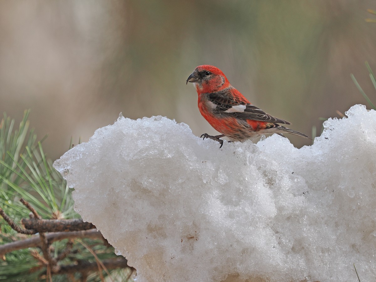 Mokoker hegalzuria - ML627637010