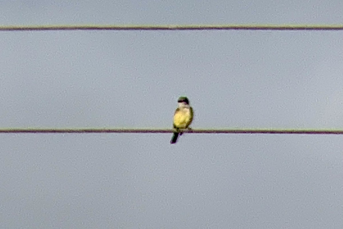 Tropical Kingbird - ML627637043