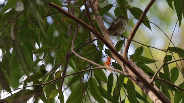 Oahu Amakihi - ML627637740