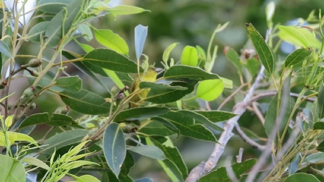 Oahu Amakihi - ML627637742