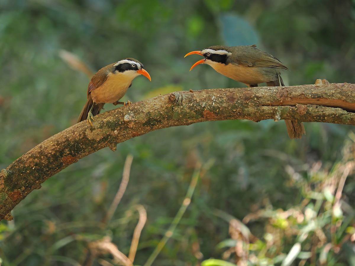 Brown-crowned Scimitar-Babbler - ML627637753