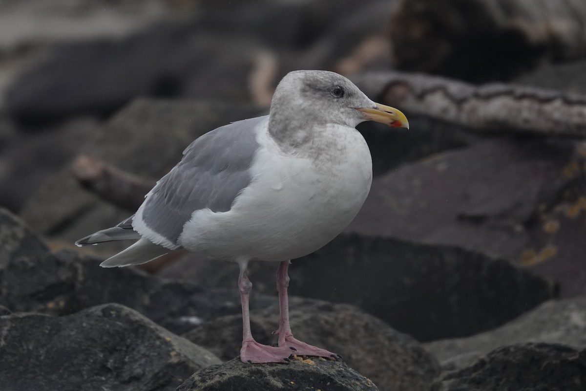 kaliforniasvartbak x gråvingemåke (hybrid) - ML627637774