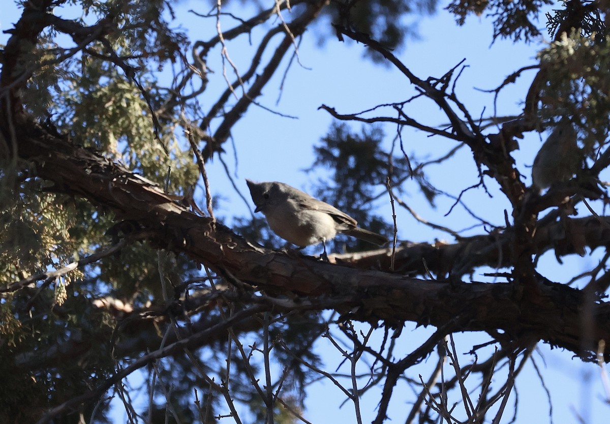 Juniper Titmouse - ML627637790