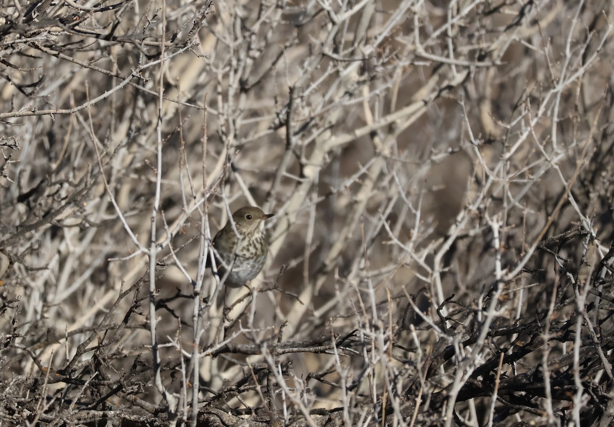 Hermit Thrush - ML627637797