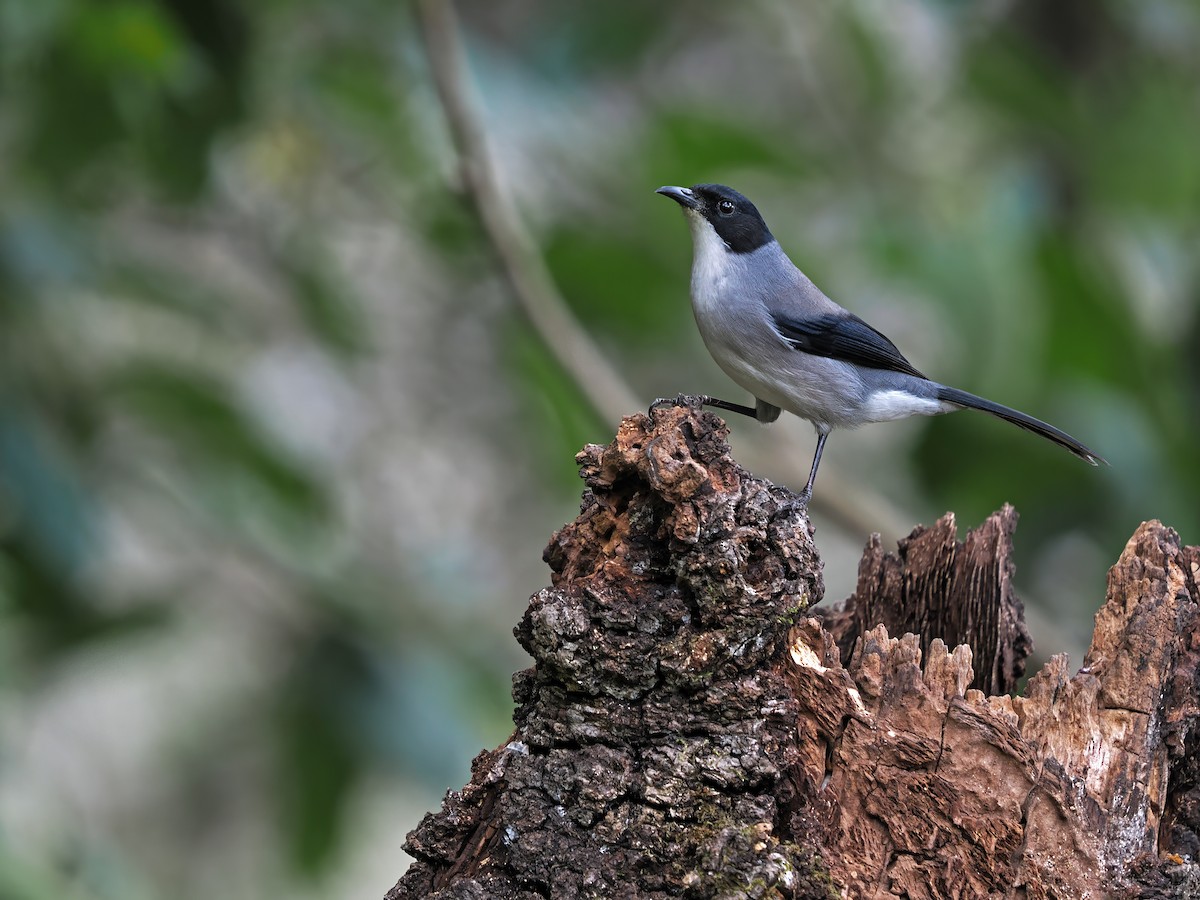 Black-headed Sibia (Black-headed) - ML627637824