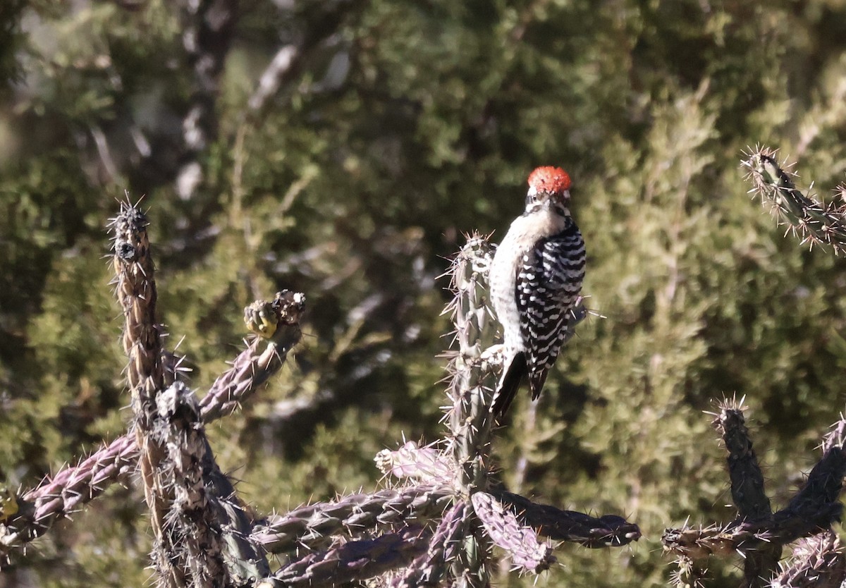 Ladder-backed Woodpecker - ML627637860