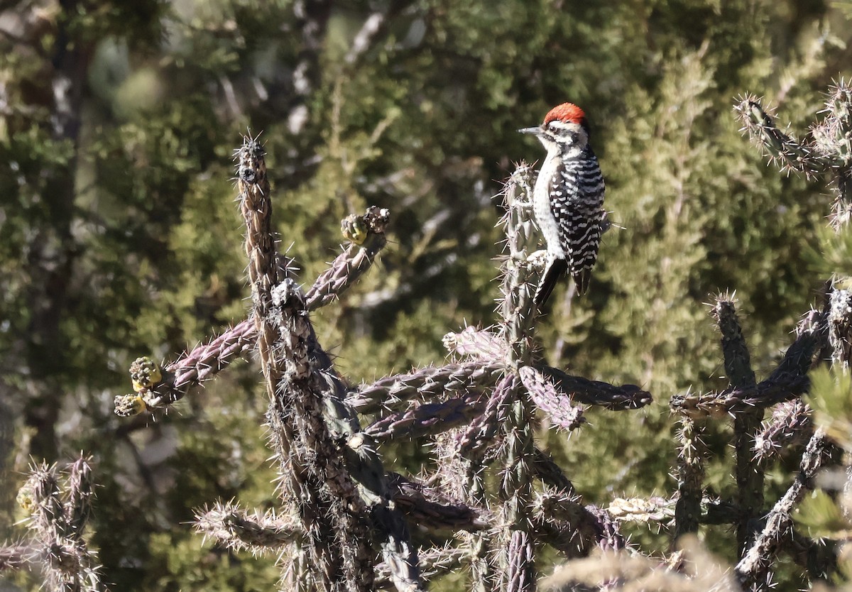 Ladder-backed Woodpecker - ML627637861