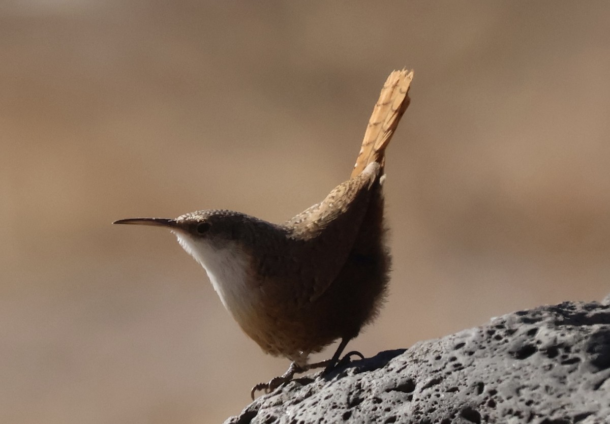 Canyon Wren - ML627637910