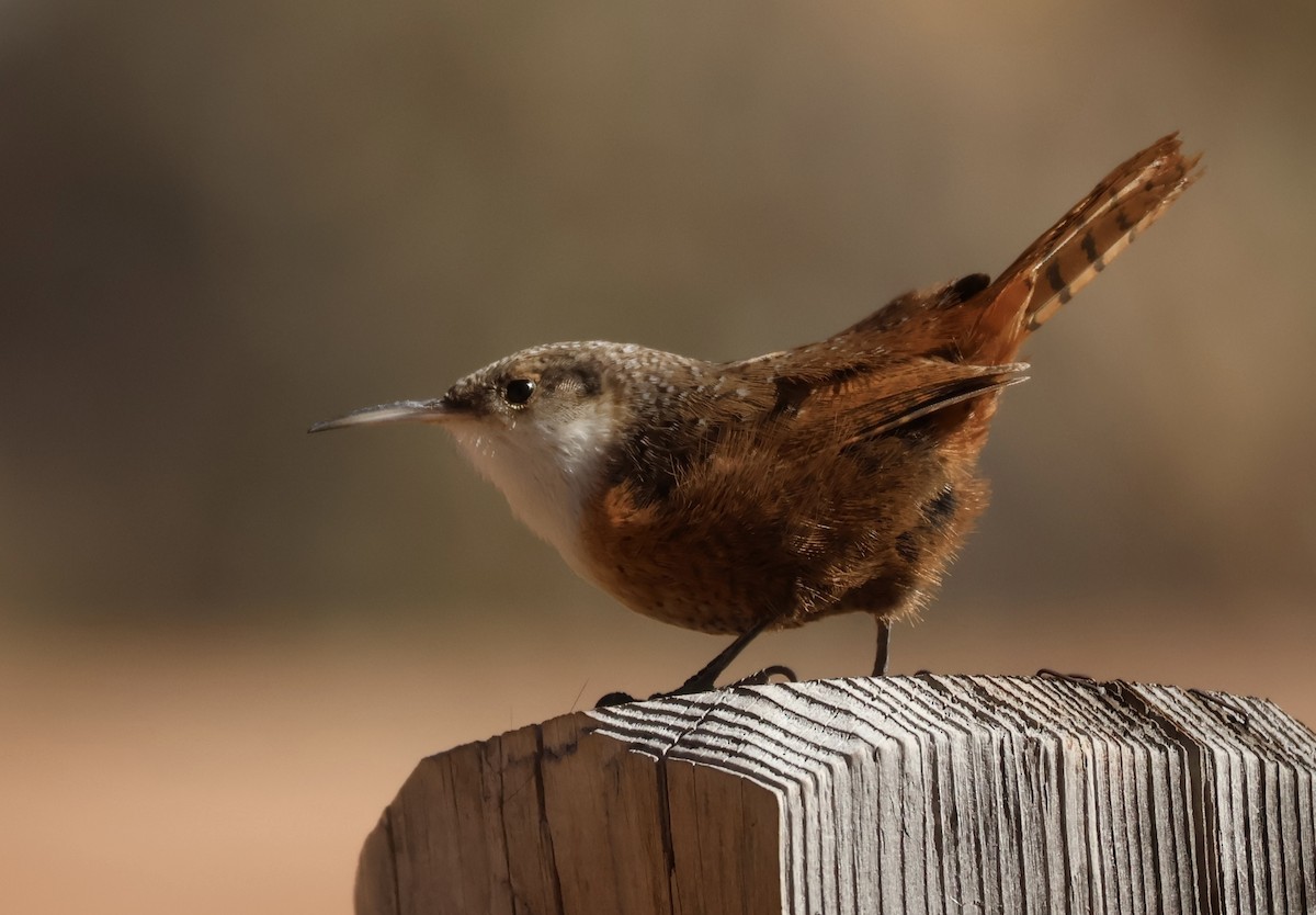 Canyon Wren - ML627637911