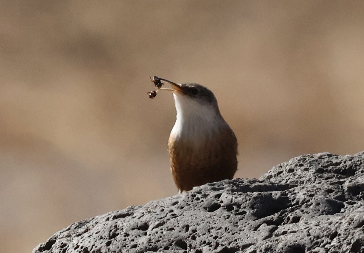 Canyon Wren - ML627637912