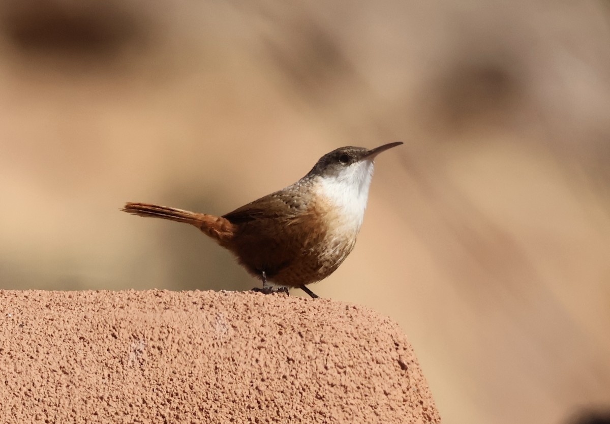 Canyon Wren - ML627637913