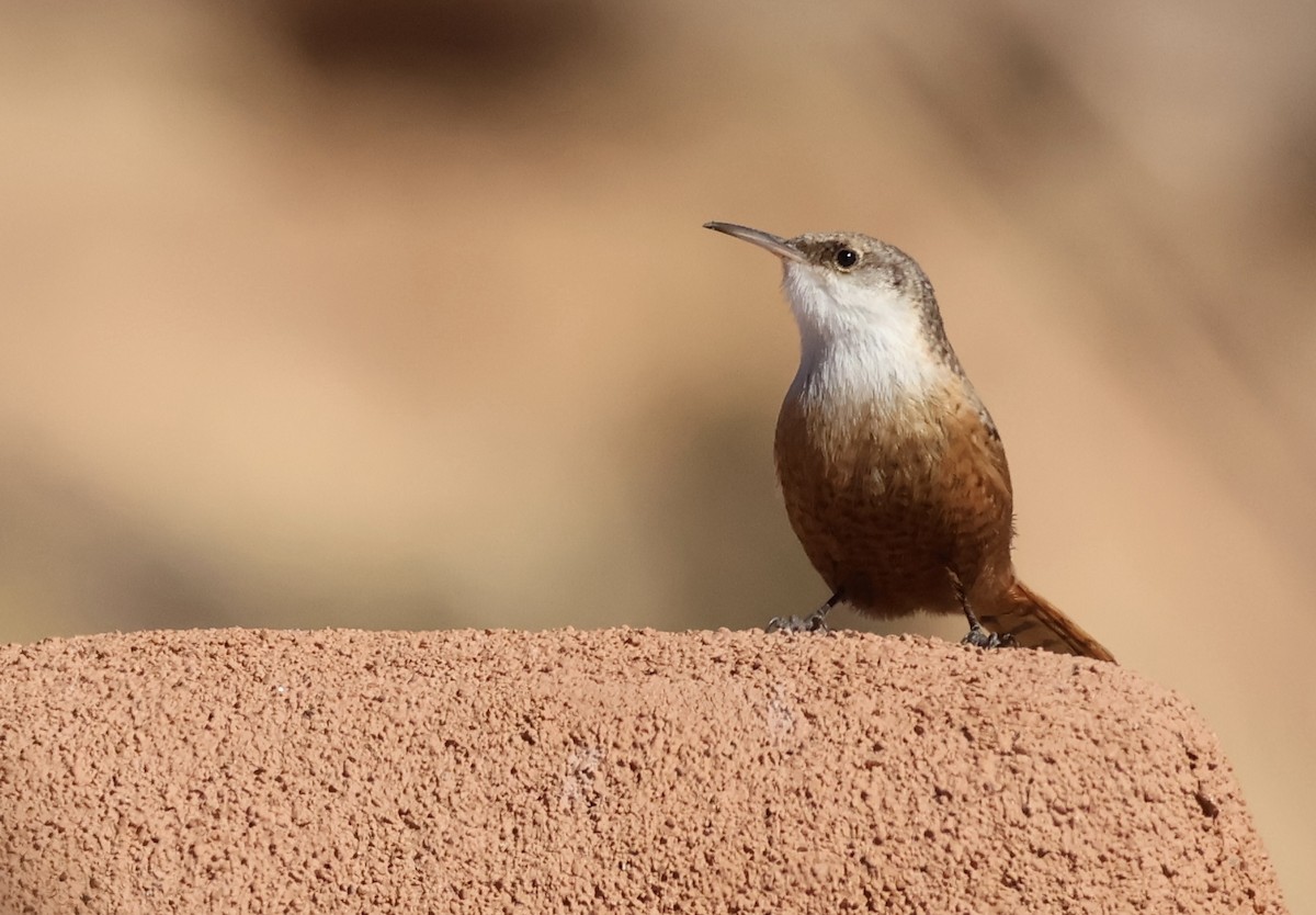 Canyon Wren - ML627637914