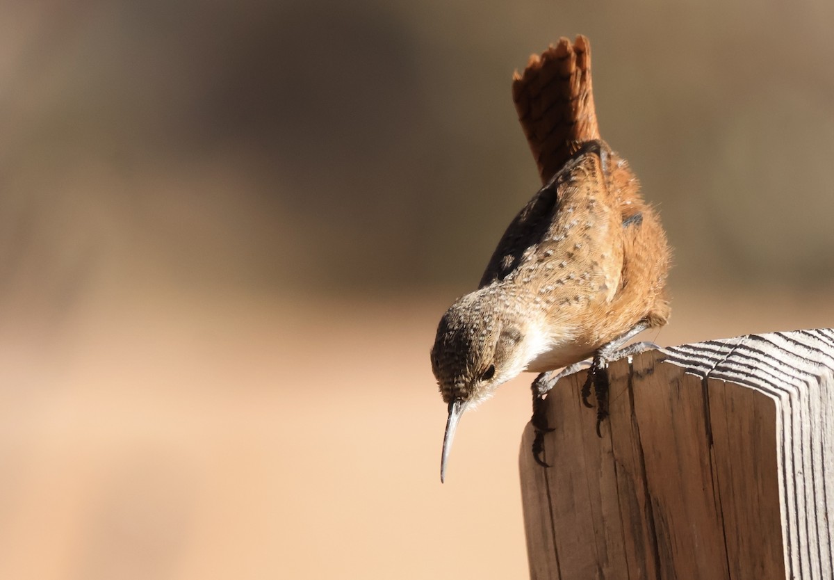 Canyon Wren - ML627637915