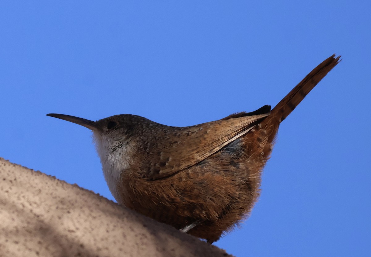 Canyon Wren - ML627637916