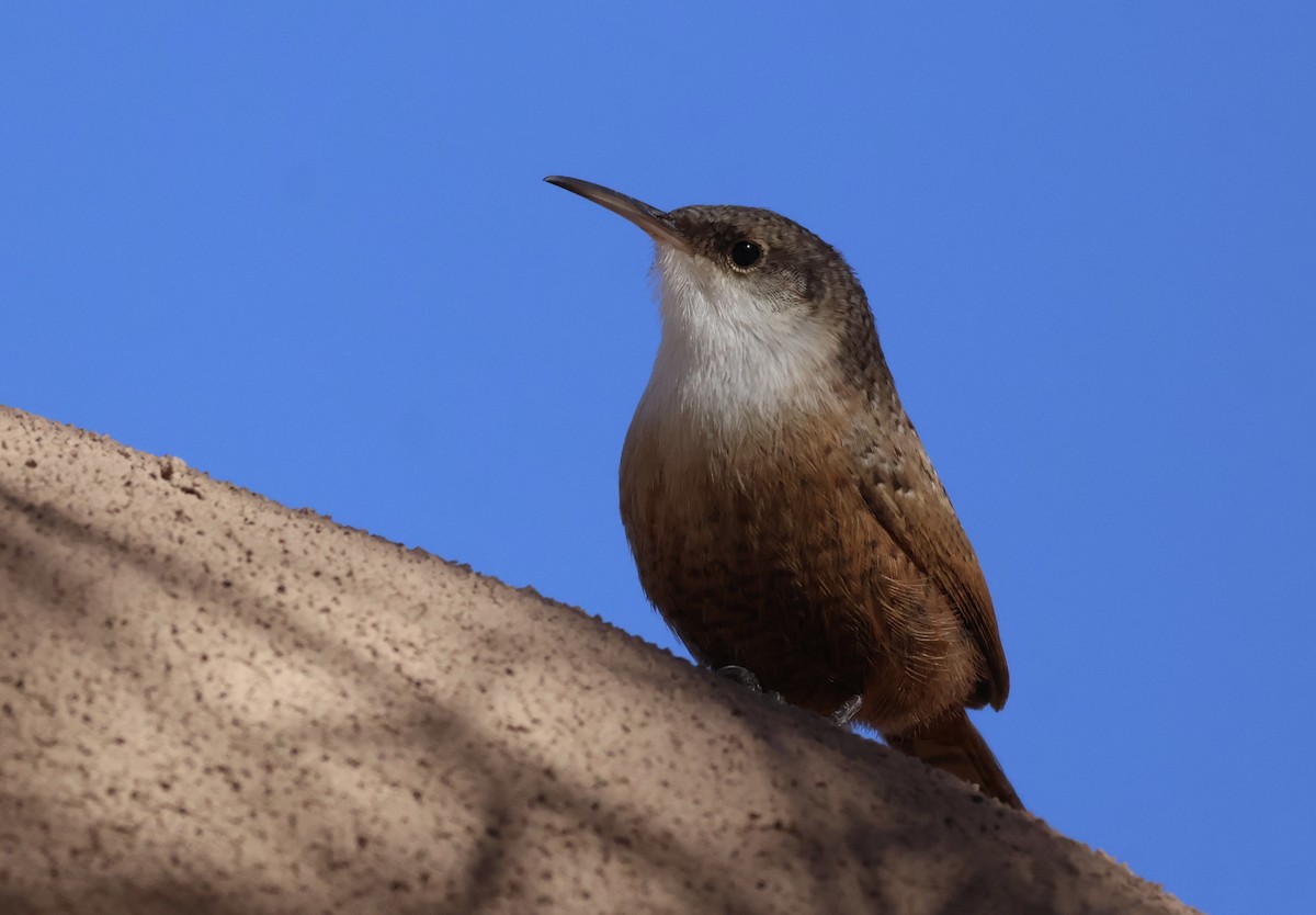 Canyon Wren - ML627637917