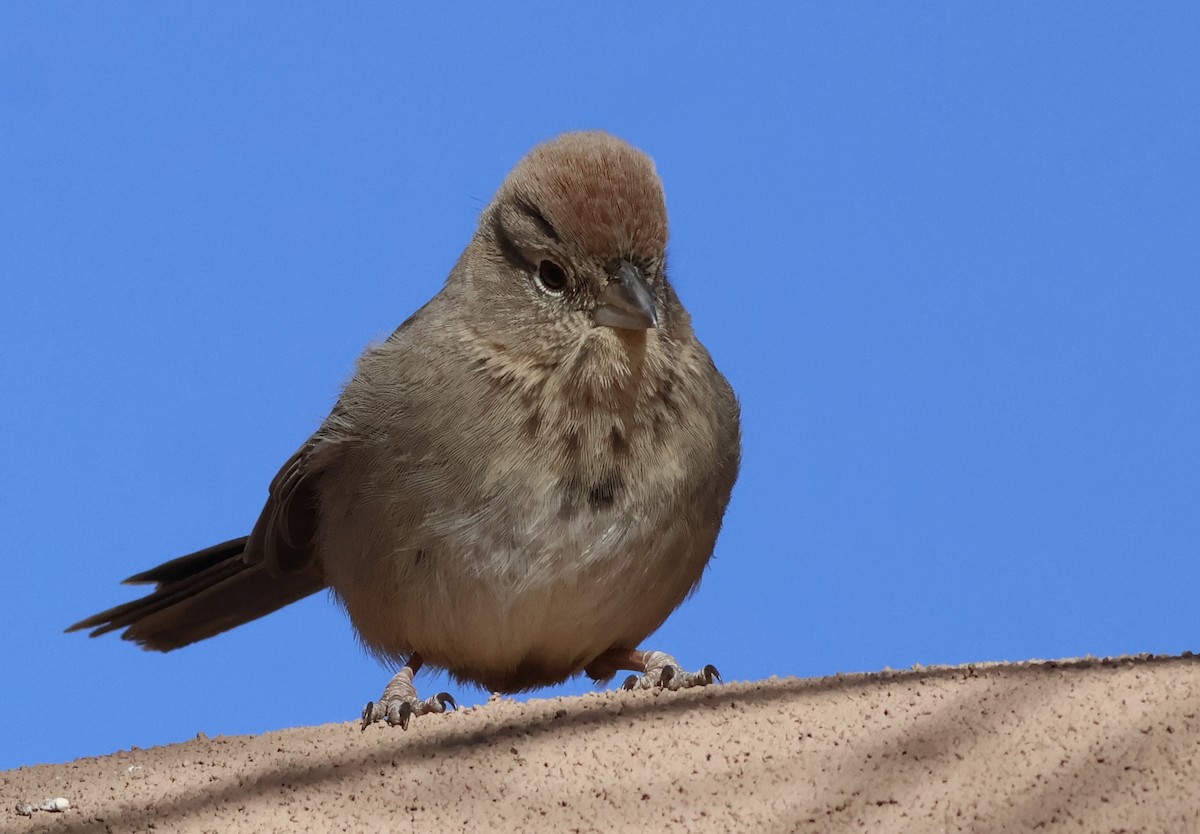 Canyon Towhee - ML627637927