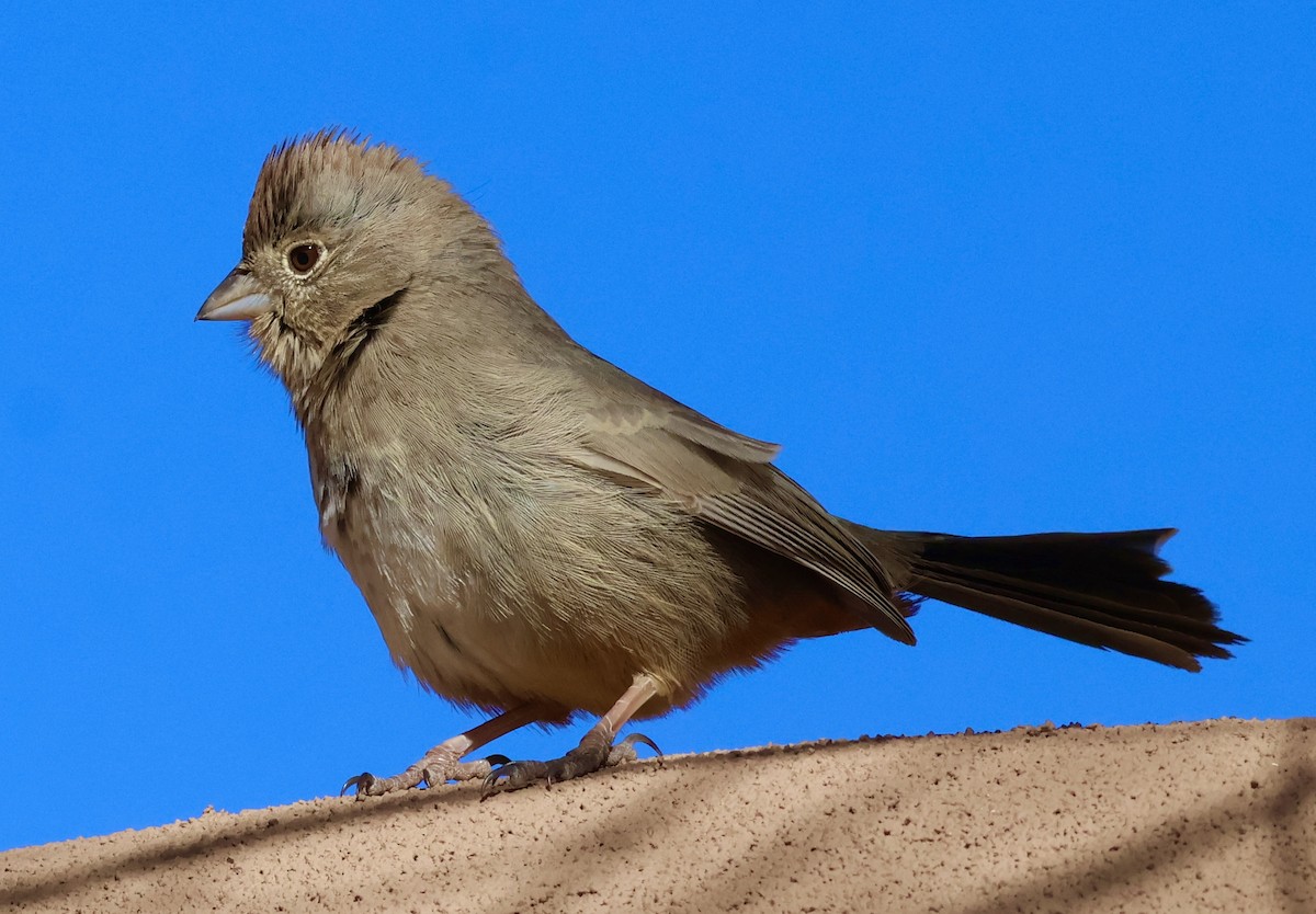 Canyon Towhee - ML627637928