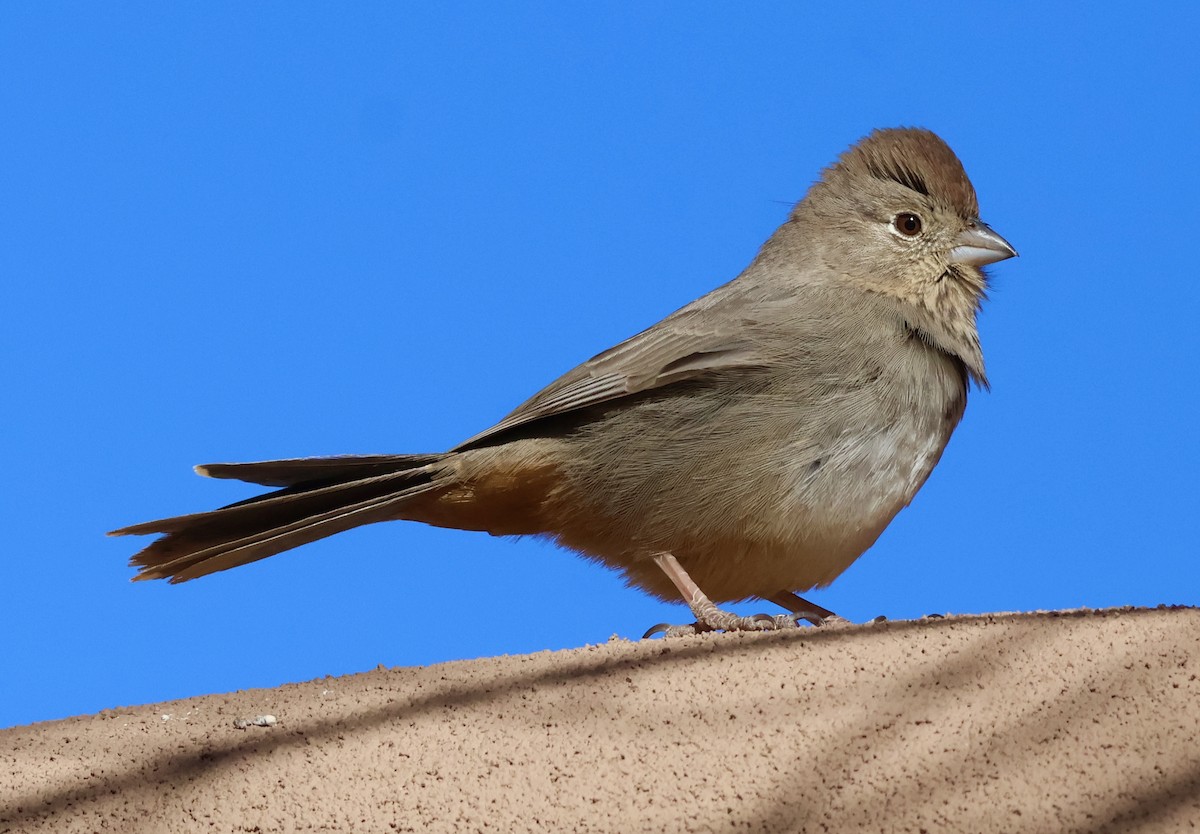 Canyon Towhee - ML627637929