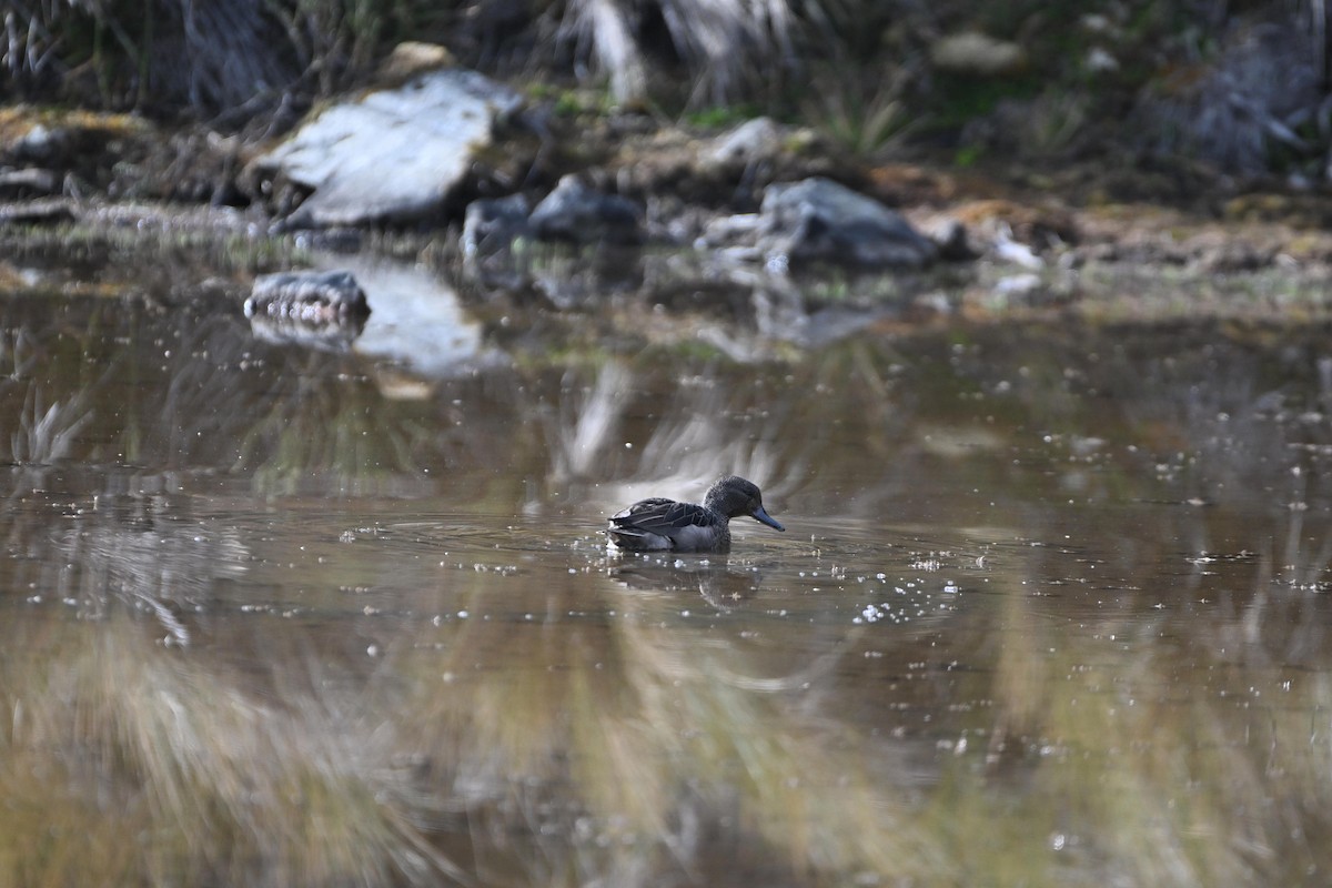 Andean Teal - ML627637931