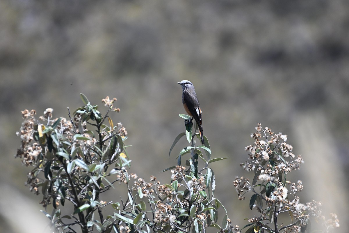 Red-rumped Bush-Tyrant - ML627637952