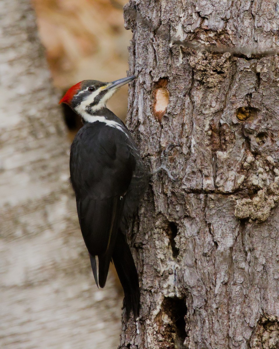 Pileated Woodpecker - ML627637953