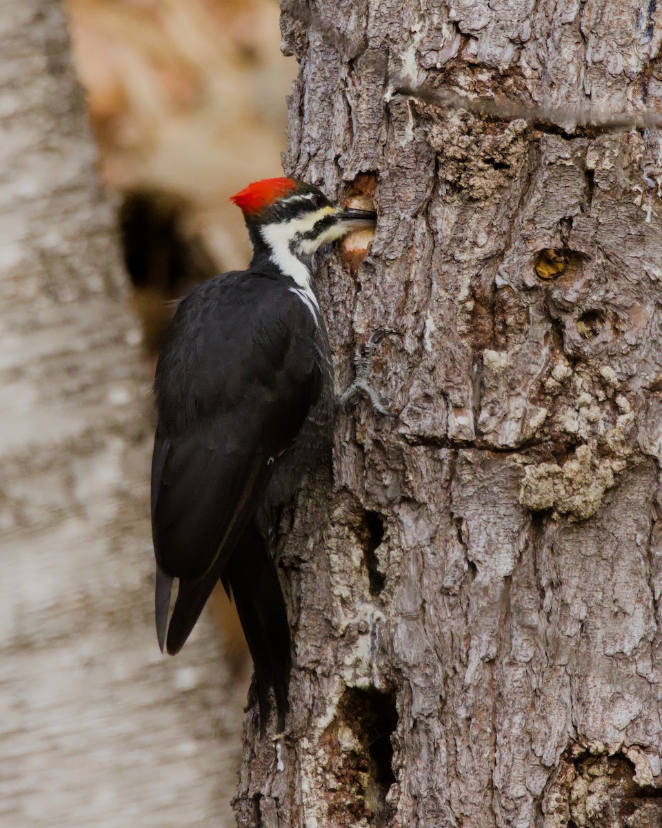 Pileated Woodpecker - ML627637954