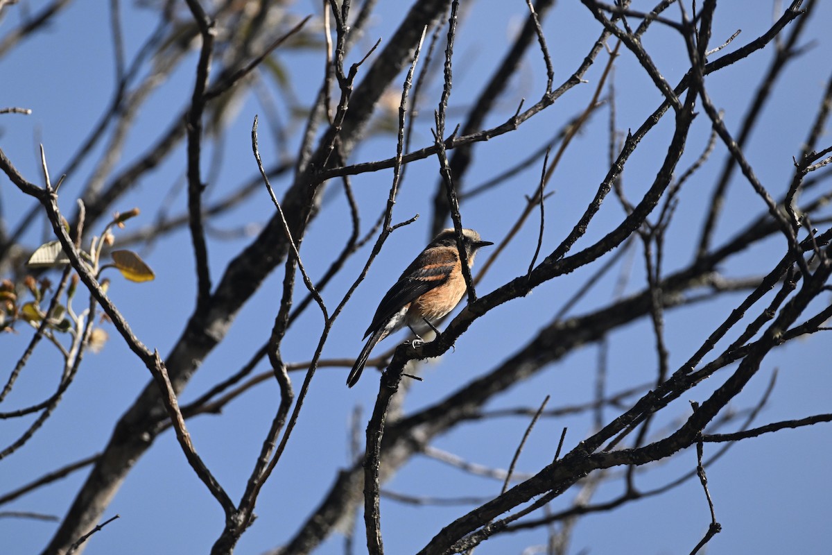 Brown-backed Chat-Tyrant - ML627637955