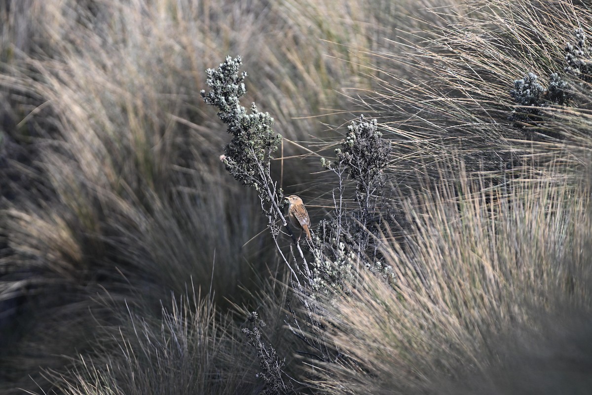 Grass Wren (Paramo) - ML627637963