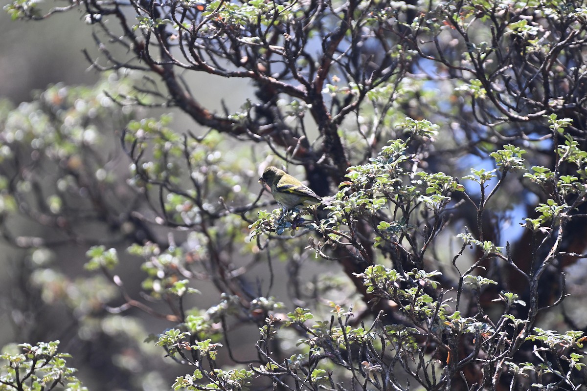 Hooded Siskin - ML627637969